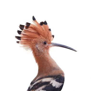 Isolated on white, portrait of African Hoopoe, Upupa epops africana, bird with erected crest.  Pilanesberg, South Africa clipart