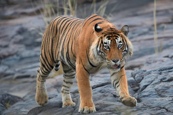 Um grande macho de tigre de Bengala, tigris de Panthera, a caminhar sobre a rocha. Tigre selvagem da vista frontal, olhando diretamente para a câmera. Vida selvagem indiana, Ranthambore, Índia . — Fotografia de Stock