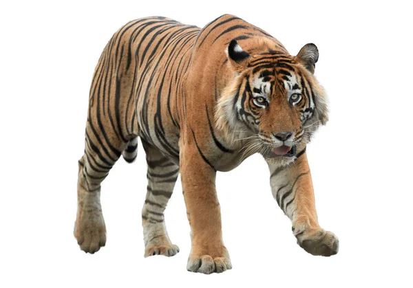 Male of Bengal tiger, Panthera tigris, isolated on white backgroMale of Bengal tiger, Panthera tigris, isolated on white background. Tiger from front view, staring directly at camera. Indian wildlife, Ranthambore, India. — Stock Photo, Image