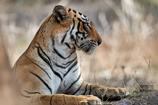 Primer retrato de tigresa. Tigre de Bengala salvaje, Panthera tigris contra el bosque seco. Parque nacional Ranthambore, Rajastán, India . — Foto de Stock