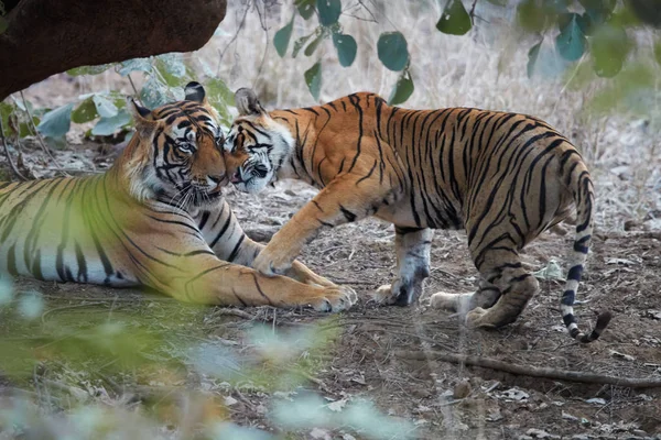 Pareja de tigres salvajes de Bengala, Panthera tigris en su entorno natural. Gran tigre y tigresa más pequeña juntos. Puedes ver la diferencia de tamaño. Parque nacional Ranthambore, Rajastán, India — Foto de Stock