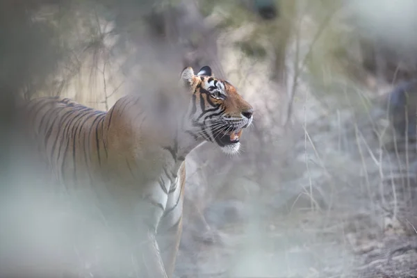 De cerca, retrato artístico del tigre salvaje de Bengala, Panthera tigris, mirando a su presa a través de un bosque seco parcialmente iluminado por el sol. Tigre en su entorno natural. Ranthambore park, Rajastán, India . — Foto de Stock