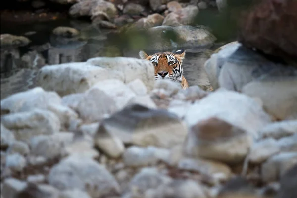 Tigre selvagem de Bengala, tigris Panthera, tomando banho em piscina natural e rochosa, olhando diretamente para a câmera. Tigresa na água. Tigre em seu ambiente natural. Ranthambore park, Rajasthan, Índia . — Fotografia de Stock