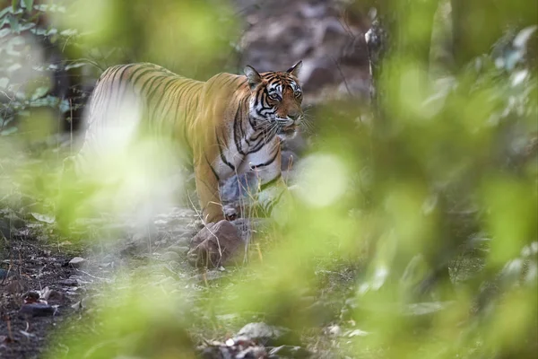 Tigre selvagem de Bengala, tigris Panthera, andando perto da câmera através da floresta seca, vista parcialmente coberta por folhas embaçadas. Tigre em seu ambiente natural. Ranthambore National Park, Rajasthan, Índia — Fotografia de Stock