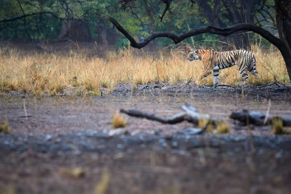 Tigre de Bengala, Panthera tigris, tigresa salvaje caminando en el ambiente típico del bosque seco del parque nacional Ranthambore, Rajastán, India. Tigre de bengala salvaje bajo la lluvia. Fotografía de vida silvestre en la India . — Foto de Stock