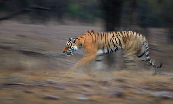 Artistic photo of Bengal tiger, Panthera tigris expressing movement by camera panning techniques. Motion blur of tiger in Ranthambore national park, India. Vibrant photo of wild tiger in wilderness.m — Stock Photo, Image