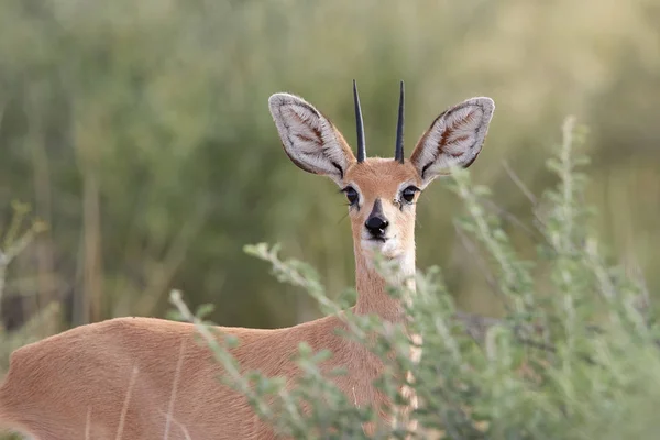 Πορτραίτο του είδος αντιλόπης, Raphicerus campestris, άγριο ζώο στο Καλαχάρι, πίσω από θάμνους. Μικρή αντιλόπη στην κόκκινη άμμο του Kgalagadi. Είδος αντιλόπης στο κόκκινο dune. Πάρκο του Kgalagadi, Νότια Αφρική. — Φωτογραφία Αρχείου