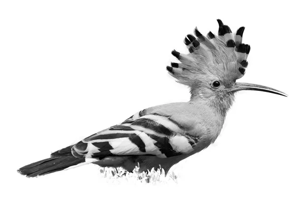 Foto aislada, en blanco y negro, artística de pájaro, Hoopoe africano, Upupa epops africana con cresta erigida sobre fondo blanco. African Hoopoe en la sabana. Pilanesberg, Sudáfrica —  Fotos de Stock