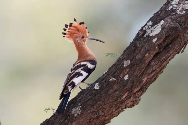 De cerca, hermoso pájaro, Hoopoe africano, Upupa epops africana, en tronco de árbol con cresta erigida sobre fondo borroso. Hoopoe africano aislado en la sabana. Kgalagadi, Sudáfrica . — Foto de Stock