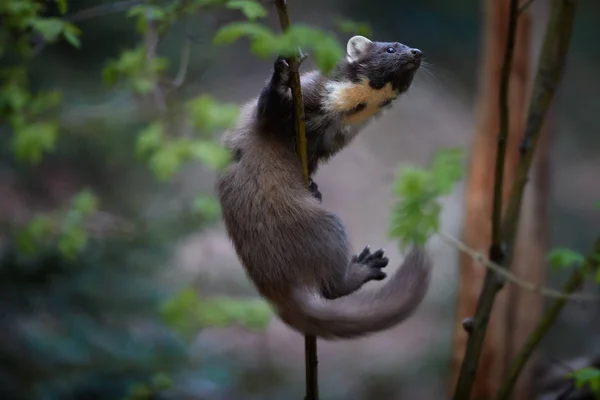 Close Up, European pine marten, Martes martes, dengan latar belakang kabur. Eropa ramping, karnivora hutan dalam lingkungan cemara khas. Menunjukkan keterampilan mendaki. Eropa . — Stok Foto