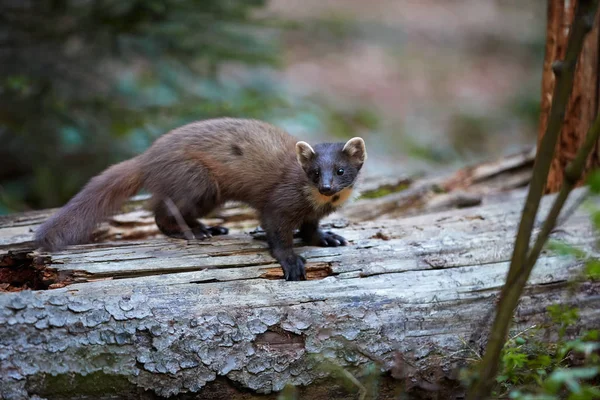 Primer plano, marta de pino europea, Martes martes, bestia del bosque en el tronco del árbol sobre fondo borroso, bosque. Carnívoros forestales europeos en un ambiente típico de abeto. Europa, Chequia . —  Fotos de Stock