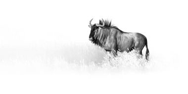 Mavi wildebeest, Connochaetes taurinus, kuru ot Kalahari Çölü'nde yürüyüş büyük antilop sanatsal, siyah ve beyaz fotoğraf. Yaban hayatı fotoğraf Kgalagadi. Hayvan Güzel Sanatlar.