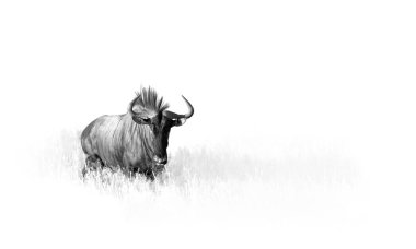Mavi wildebeest, Connochaetes taurinus, sanat, siyah beyaz fotoğrafı büyük antilop yürüyüş çimlere doğrudan Kalahari kamerada kuru. Yaban hayatı fotoğraf Kgalagadi. Hayvan Güzel Sanatlar.
