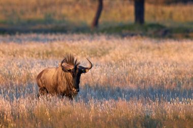 Mavi wildebeest, Connochaetes taurinus, büyük antilop doğrudan fotoğraf makinesi Kalahari savana, kuru ot yürüyüş. GNU içinde ışık, güneş ayarlayarak en iyi aydınlatılmış. Kgalagadi yaban hayatı fotoğraf.