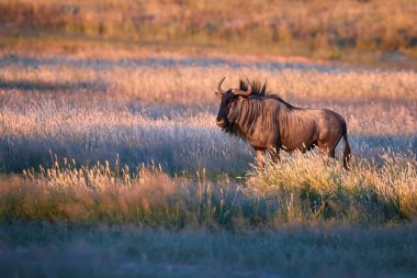 Mavi wildebeest, Connochaetes taurinus, Kuru otların arasında de akşam Kalahari savana yürüyüş büyük antilop. GNU içinde ışık, güneş ayarlayarak en iyi aydınlatılmış. Kgalagadi yaban hayatı fotoğraf.