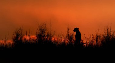 Afrika Cheetah, Acinonyx jubatus, dramatik kırmızı gökyüzü güneş battıktan sonra sırt çimenli Dune Nossob Vadisi nehir üzerinde oturan silüeti. Kgalagadi Sınırötesi park, Güney Afrika.