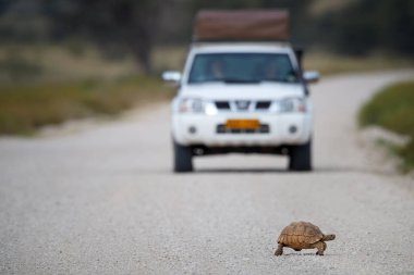 Leopard tortoise, Stigmochelys pardalis crossing gravel path, bl clipart