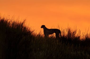 Afrika Cheetah, Acinonyx jubatus, üzerinde yürüyen silüeti 