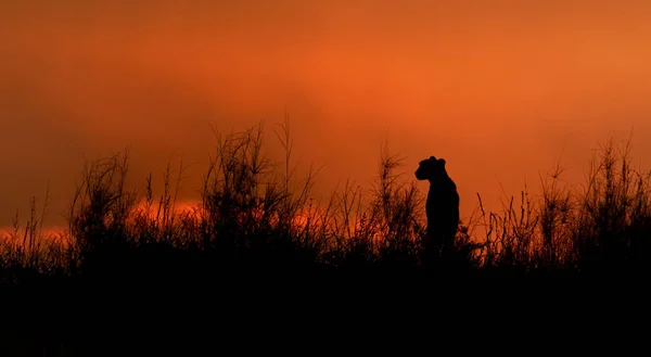 Silueta de guepardo africano, Acinonyx jubatus, sentado en la cresta de una duna cubierta de hierba en el valle del río Nossob después del atardecer contra el dramático cielo rojo. Parque transfronterizo de Kgalagadi, Sudáfrica . — Foto de Stock