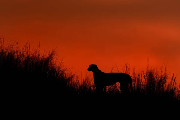 Silhouette des afrikanischen Geparden, acinonyx jubatus, der nach Sonnenuntergang auf dem Kamm der grasbewachsenen Düne im Tal des Flusses Nossob vor dramatisch rotem Himmel spaziert. kgalagadi grenzüberschreitender park, südafrika. — Stockfoto