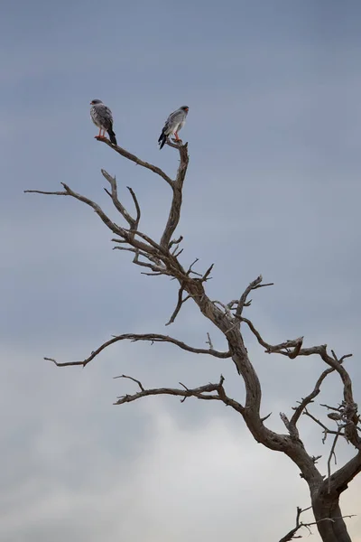 ペアの鳥、Melierax canorus 淡い詠唱オオタカの餌 fr — ストック写真