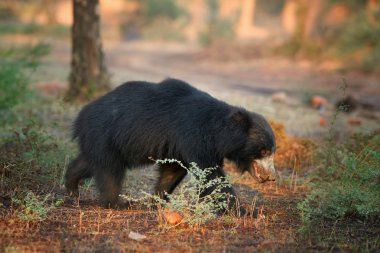İzole, vahşi tembel ayı, Melursus ursinus Hint kuru orman onun doğal ortamda. Güzel ışık tozlu yol geçiş uzun pençeli ayı. Ranthambore Milli Parkı, Hindistan yaban hayatı.