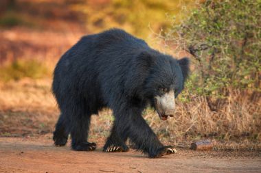 Yakın, izole, vahşi tembel ayı, Ranthambore Milli Parkı, Hindistan tozlu yolda Melursus ursinus. Kameranın yaban hayatı fotoğraf yürüyüş uzun pençeli ayı yemek böcek.    
