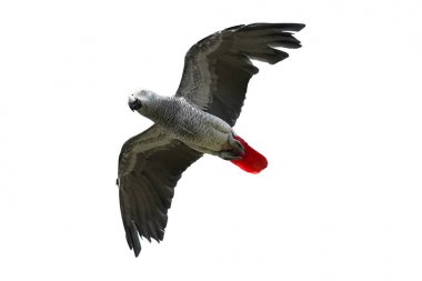 Beyaz, Afrika gri papağan üzerinde Psittacus erithacus izole 