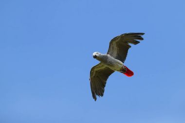 Afrika gri papağan, Psittacus erithacus, orta papağan, kuş uçan uzanmış kanatları Kirece mavi gökyüzü ile izole. Kongo, Afrika.