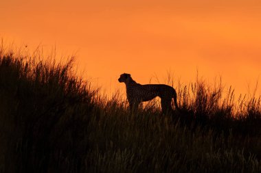 Afrika Cheetah, Acinonyx jubatus, çimenli dune sırtta yürüyüş silüeti 