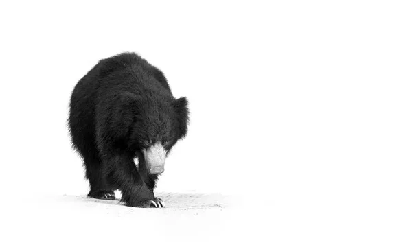 Fine art photography. Ajakos medvét, Melursus ursinus. Fekete-fehér, vadon élő állat, művészi Fénykép séta közvetlenül a kamera Ranthambore nemzeti parkban, India. — Stock Fotó
