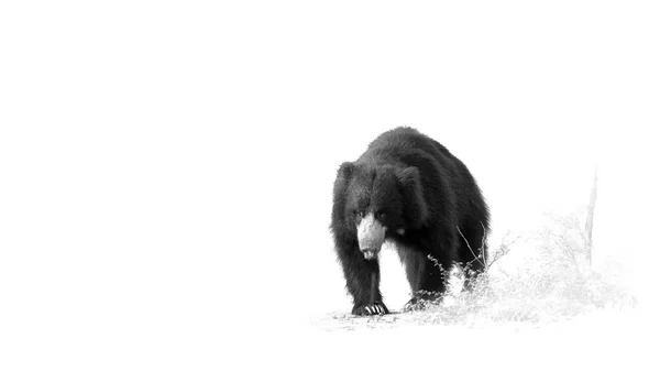 Fine art photography. Ajakos medvét, Melursus ursinus. Fekete-fehér, vadon élő állat, művészi Fénykép séta közvetlenül a kamera Ranthambore nemzeti parkban, India. — Stock Fotó