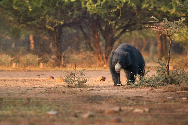 İzole, vahşi tembel ayı, Melursus ursinus kuru ormanın doğal ortamda. Böcek ayı uzun pençeli doğrudan kamera güzel ışık, yürüyüş yeme. Ranthambore Milli Parkı, Hindistan. — Stok fotoğraf