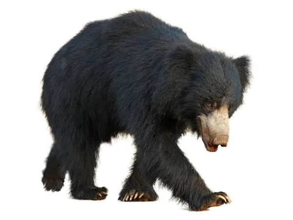 Yakın, vahşi tembel doğrudan kameraya yürüyüş beyaz zemin üzerine izole ayı, Melursus ursinus,. Vahşi hayvan, Ranthambore Milli Parkı, Hindistan.