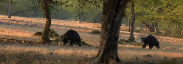 Dos osos perezosos salvajes, Melursus ursinus caminando en sabana india iluminada por el sol temprano. Animales salvajes en el medio ambiente natural del bosque seco, Parque Nacional Ranthambore, India . — Foto de Stock