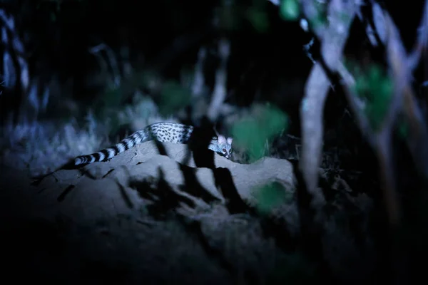 Night photo of Common genet, Genetta genetta, small carnivoran indigenous to Africa in its natural environment. — Stock Photo, Image