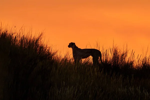 Sylwetka Afryki Cheetah, Acinonyx jubatus, chodzenie na grzbiecie trawiaste wydmy — Zdjęcie stockowe