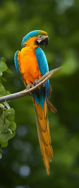 Vertikale, Nahaufnahme von blau-gelbem Ara, ara ararauna, großer bunter Papagei, der auf einem Ast gegen dunkelgrünen Wald hockt, Pantanal, Brasilien. — Stockfoto
