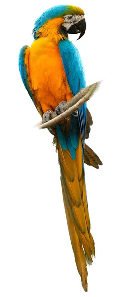 Aislado en blanco, foto vertical de guacamayo azul y amarillo — Foto de Stock