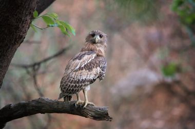 Kahverengi balık-baykuş, Ketupa zeylonensis, onun tipik doğal ortamda meraklı büyük baykuş şube Hint ormandaki sabahın erken saatlerinde, doğrudan kameraya bakan tünemiş.
