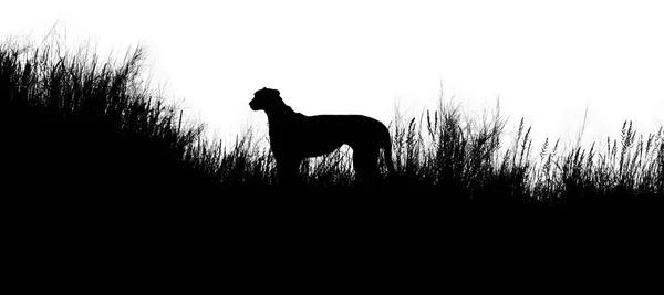 Isolé sur fond blanc, silhouette noire de guépard africain, Acinonyx jubatus — Photo