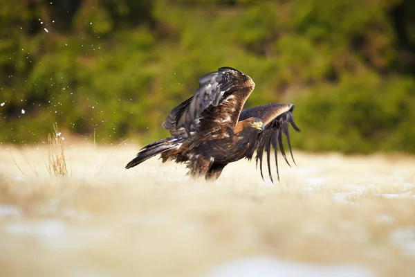 Golden Eagle, Aquila chrysaetos, big bird of prey in winter — Stock Photo, Image