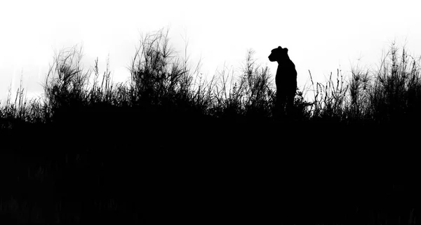 Isoliert auf weißem Hintergrund, schwarze Silhouette eines afrikanischen Geparden, Akinonyx jubatus, sitzend auf dem Kamm einer grasbewachsenen Düne. — Stockfoto