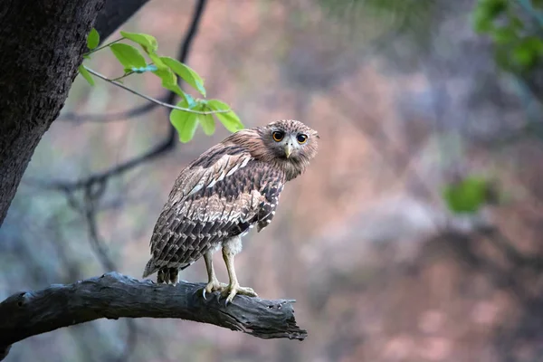 Brown Fish-owl, Ketupa zeylonensis, curious big owl in its typical natural environment — Stock Photo, Image