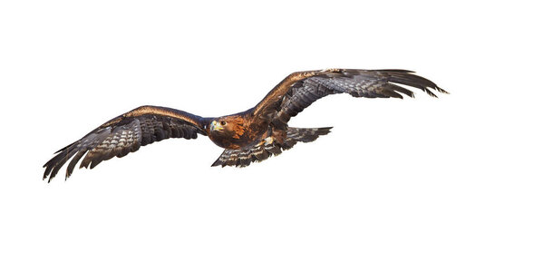 Изолированный на белом фоне, летающий Беркут, Aquila chrysaetos, большая хищная птица с распростертыми крыльями. Вид спереди. Орел летит прямо на камеру. Фото действия
.