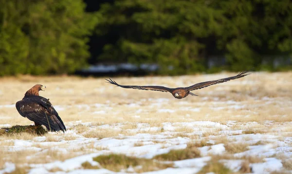 Two Golden Eagle, Aquila chrysaetos, big bird of prey in winter, one standing on snowy meadow, watching the second flying over it. Dark spruce forest background. Low angle action photo. — Stock Photo, Image