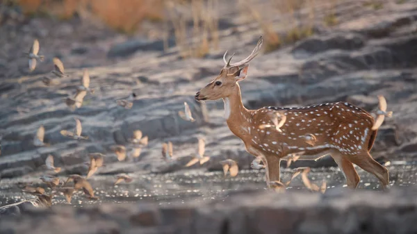 Achse Hirsch, Chital, Indischer Fleckhirsch, der durch ein kleines Wasserloch läuft — Stockfoto