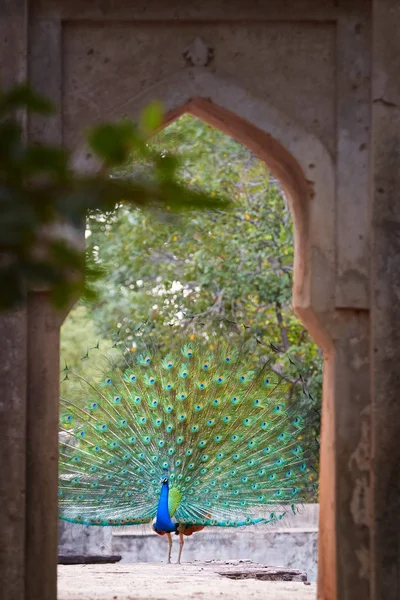 Peafowl indiano, Pavo cristatus exibindo na igreja abandonada na selva indiana. Tema índio artístico, vista através da janela de pedra do palácio antigo em pavão exibindo penas iridescentes . — Fotografia de Stock