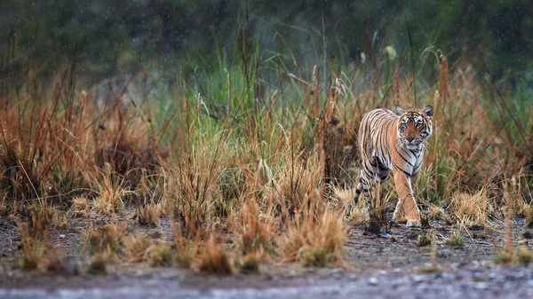 Foto panorámica del tigre salvaje de Bengala, Panthera tigris bajo fuertes lluvias . — Foto de Stock