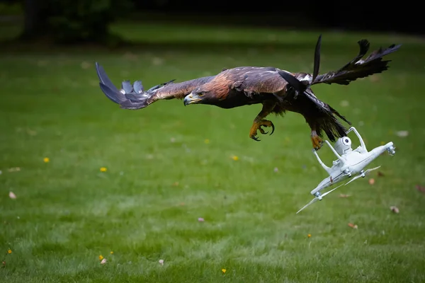 Águia dourada, ave de rapina em cativeiro, treino de falcoaria . — Fotografia de Stock